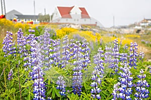 Close up of cluster of blue and white wild Lupins in Qaqortoq, Greenland photo