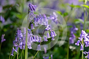 Close up of cluster of bluebells growing wild on the forest floor in Whippendell Woods, Watford, Hertfordshire UK. photo