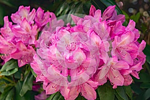 Close-up of a Cluster of Catawba Rhododendron Flowers
