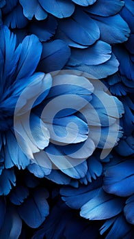 Close up of a cluster of deep blue feathers.