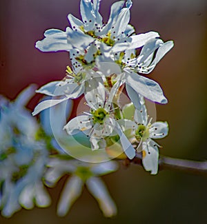 Close-up of a Cluster of Downy Serviceberry Flowers