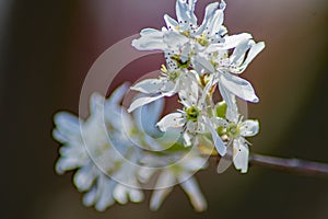 Close-up of a Cluster of Downy Serviceberry Flowers