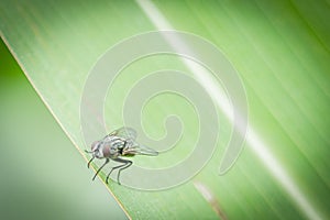 Close Up Of Cluster Fly On Corn Leaf