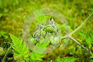 Close-up of a cluster of green cherry tomatoes