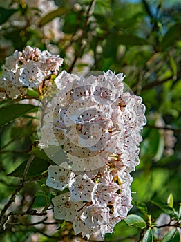 Close up of a Cluster of Mountain Laurel, Kalmia latifolia