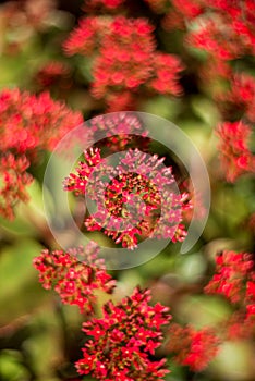 Close-up of cluster of red flowers (Red Kalanchoe)