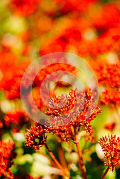 Close-up of cluster of red flowers (Red Kalanchoe)