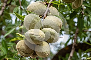 Close up of a cluster of ripe almonds in their fuzzy green hulls, hanging from the branch, with a blurred leafy