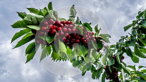 Close up of a cluster of ripe cherries