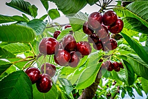 Close up of a cluster of ripe cherries