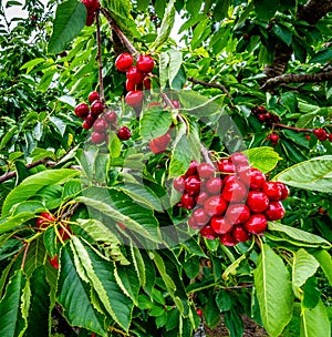 Close up of a cluster of ripe cherries