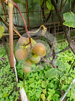 Close-up of a cluster of ripe grape berries on a plant among green leaves in bright sunlight. Growing backyard grapes in the