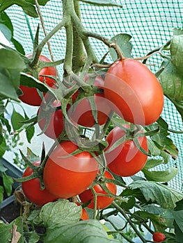 Close-up of a cluster of tomatoes