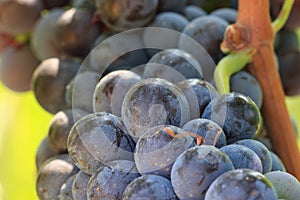 Close up of Cluster of wine grapes