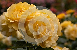 Close-up cluster of yellow Julia Child hybrid floribunda roses in selective focus with colorful rose garden in background