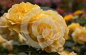 Close-up cluster of yellow Julia Child hybrid floribunda roses in selective focus with colorful rose garden in background photo