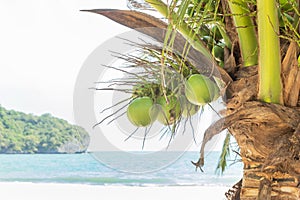 Close up cluster of young coconut fruits hanging on tree tropical in sandy beach