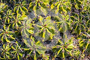 Close-Up of Clustering Barrel Cactus Plant