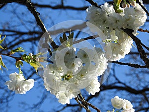 Close up of clusters of clean white Spring tree blossom against a blue sky