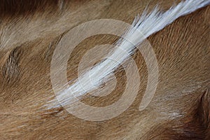 Close up of coarse fur from impala back, a rug or mat