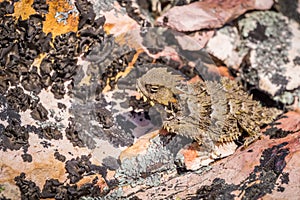 Close up of a Coast Horned Lizard Phrynosoma Coronatum blending with a rocky terrain, Pinnacles National Park, California