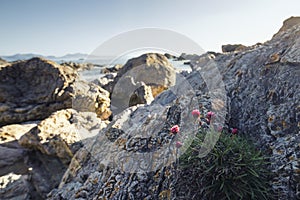 Coastal Pink Flowers on Tidal Rocks