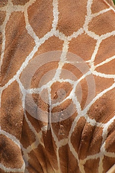 Close up coat pattern for a giraffe around the joint of neck and front leg