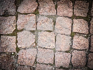 close up. Cobblestone pavement with moss growing between the stones