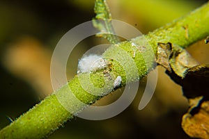 Close up coccidae on plant