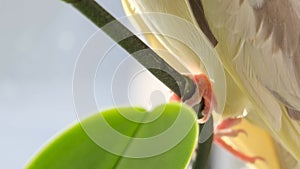 Close-up of a cockatiel parrot sitting on a branch of flowers. The bird looks directly into the camera