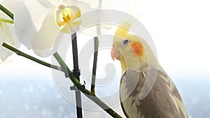 Close-up of a cockatiel parrot sitting on a branch of flowers. The bird looks directly into the camera