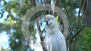 Close up from a Cockatoo in the Dandenong ranges, Australia