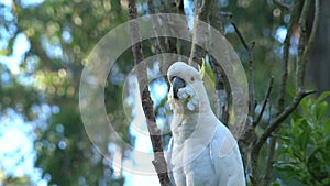 Close up from a Cockatoo in the Dandenong ranges, Australia