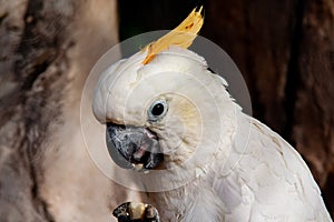 Close up from a Cockatoo who eating
