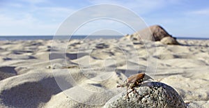 Cockchafer on a beach