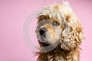 Close-up of cocker spaniel on a pink background
