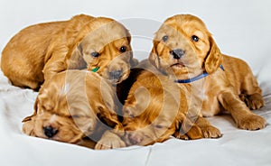 Close-Up cocker spaniel puppies dogs play on white cloth