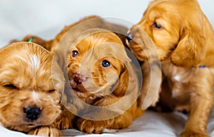 Close-Up cocker spaniel puppies dogs play on white cloth