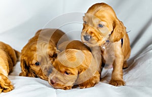 Close-Up cocker spaniel puppies dogs play on white cloth