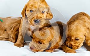 Close-Up cocker spaniel puppies dogs play on white cloth