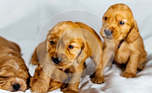 Close-Up cocker spaniel puppies dogs play on white cloth