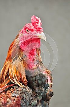 Close up Cockfight.