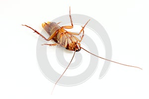 Close up of cockroach.