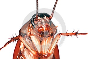 Close up of a cockroach