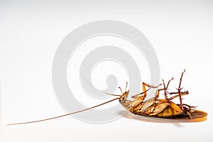Close up cockroach dead on white background