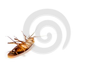 Close up cockroach dead on white background