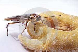 Cockroach eat donuts on a white background