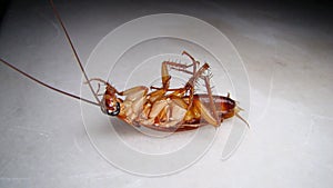 Close up of cockroach isolated on white background. closeup cockroach deceased. dead cockroach. american cockroach. health, hygien