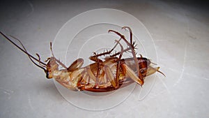 Close up of cockroach isolated on white background. closeup cockroach deceased. dead cockroach. american cockroach. health, hygien