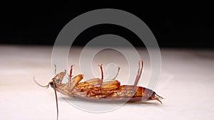 Close up of cockroach isolated on white background. closeup cockroach deceased. dead cockroach. american cockroach. health, hygien